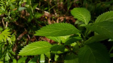 Çok taze yeşil yaprak arka planı. Orman yaprağının fotoğrafı..