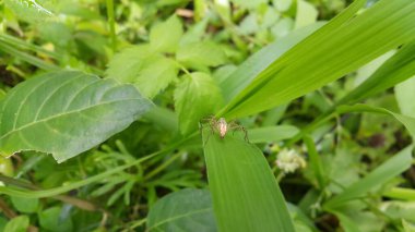 Bitki yaprağında güzel bir örümcek. Dağdaki örümcek fotoğrafı.