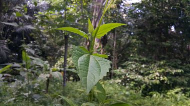 Güzel ve serin bitki yaprağı arka planı. Fotoğraf dağlarda çekildi..