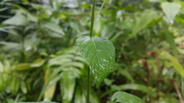 Nedves Növény Kitéve Hagyja Hátteret Esőleveleknek Fotók Növénylevelekről Erdőben — Stock Fotó