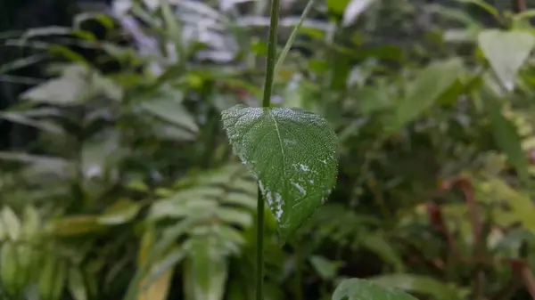 Nasse Pflanzenblätter Die Dem Regen Ausgesetzt Sind Fotos Von Pflanzenblättern — Stockfoto