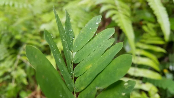 Der Hintergrund Der Pflanzenblätter Die Regenwasser Ausgesetzt Sind Bildet Sich — Stockfoto
