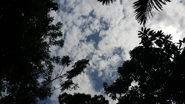 Velmi Krásné Pozadí Siluety Stromů Oblohy Mraků Fotografování Lese — Stock fotografie