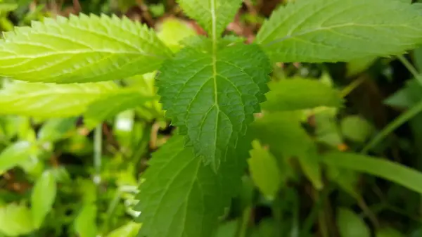 Fond Feuille Vert Clair Très Frais Photo Forest Leaf — Photo