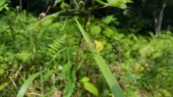 stock image Brown insect on a leaf. Grasshopper-type insects. Photo taken in the mountains.