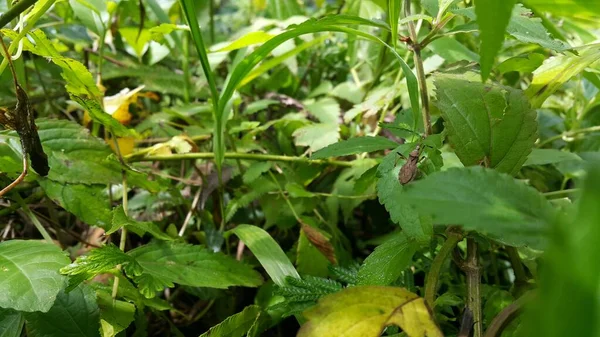 Yaprağın Üzerinde Kahverengi Böcek Çekirge Türü Böcekler Fotoğraf Dağlarda Çekildi — Stok fotoğraf