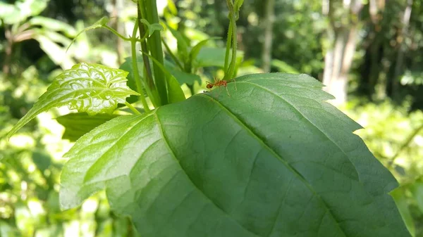 Fourmis Tisserandes Sur Feuilles Vert Foncé Photo Prise Dans Forêt — Photo