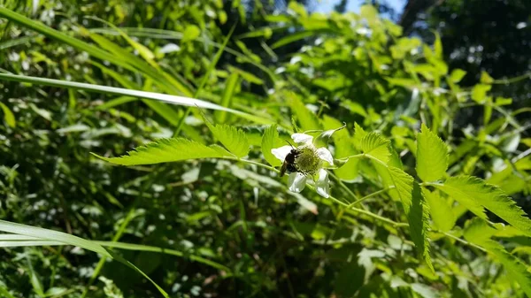 Honey Bee Sucking Bunch White Flowers Buds Hawthorn Waiting Pollination — Stock Photo, Image