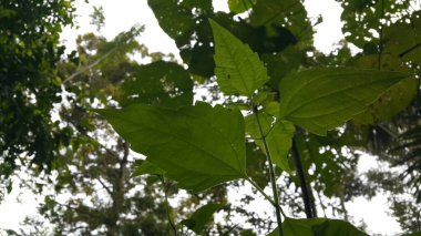 Fotoğraflar ormanda çekildi..