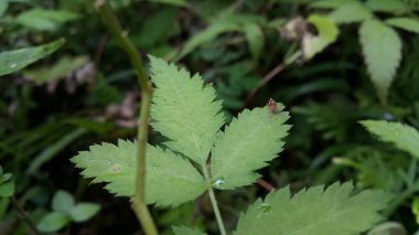 Bitki yapraklarının üzerine tünemiş küçük kanatlı hayvanlar. Fotoğraf dağda çekildi..