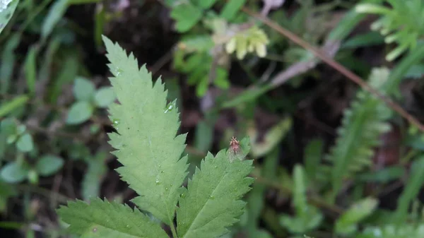 Kleine Geflügelte Tiere Hocken Auf Pflanzenblättern Foto Vom Berg — Stockfoto