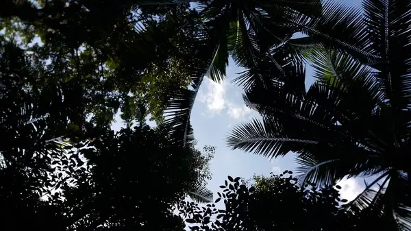 Blick Auf Den Blauen Himmel Durch Baumkronen Frühlingshintergrund Tiefblick — Stockfoto