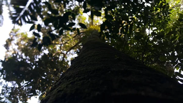 一棵大树从下面射来 从低角度在森林拍摄的照片 — 图库照片