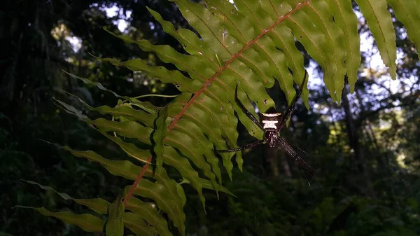 Fotka Velkého Pavouka Fotografie Pořízená Lese — Stock fotografie