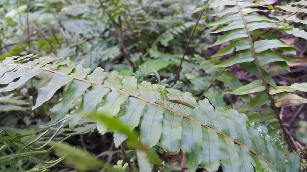 蚱蜢式昆虫栖息在叶子上的照片 照片在森林中拍摄 — 图库照片