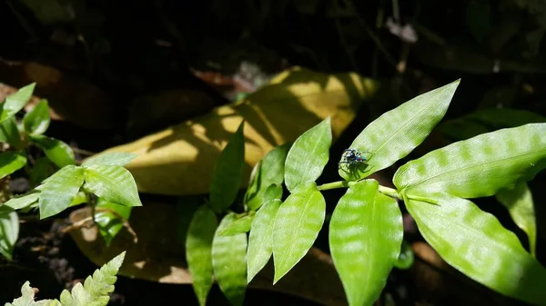 Uma Pequena Foto Aranha Foto Tirada Floresta — Fotografia de Stock