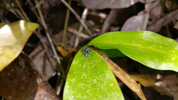 Küçük Örümceğin Fotoğrafı Fotoğraf Ormanda Çekildi — Stok fotoğraf