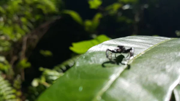Küçük Örümceğin Fotoğrafı Fotoğraf Ormanda Çekildi — Stok fotoğraf