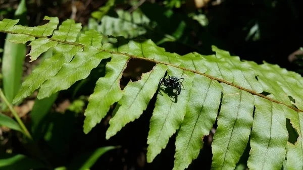 Tiny Spider Photo Photo Taken Forest — Stock Photo, Image