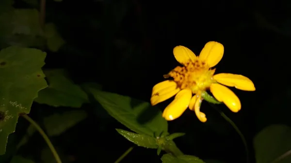 Sárga Virág Fotó Kép Hegyen Készült — Stock Fotó