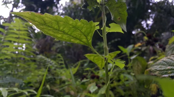 Fényképek Növénylevelekről Erdőben — Stock Fotó