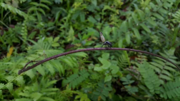 Kanatlı Siyah Bir Karınca Kütüğün Üzerine Tünemiş Ormanda Böceklerin Fotoğrafları — Stok fotoğraf