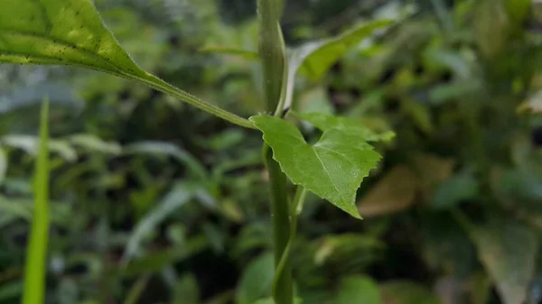 森で採取した植物の葉の写真 — ストック写真