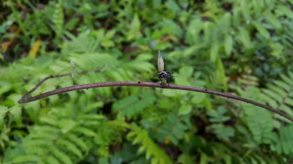 Una Hormiga Negra Alada Posada Tronco Fotografías Insectos Fueron Tomadas — Foto de Stock
