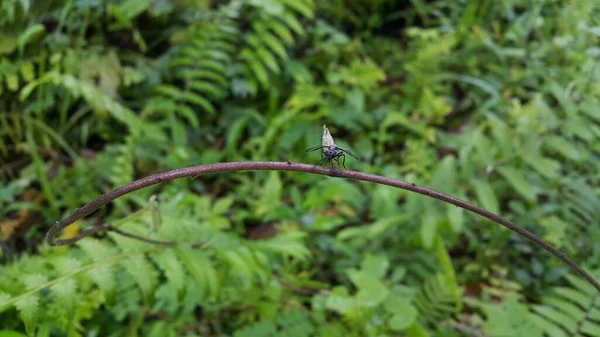 Skrzydlatą Czarną Mrówkę Siedzącą Kłębie Lesie Zrobiono Zdjęcia Owadów — Zdjęcie stockowe