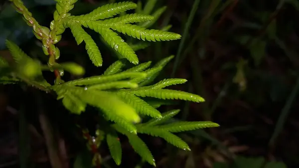 Çok Güzel Bir Bitki Yaprağı Duvar Kağıdı Orman Bitkisi Arka — Stok fotoğraf
