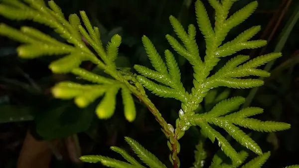 Красивые Обои Листьями Растений Лесное Растение Оставляет Фон — стоковое фото