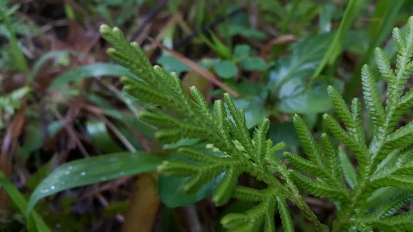 森林中植物叶子的照片 — 图库照片