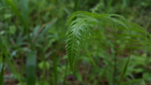 Sehr Schöne Pflanzentapete Waldpflanze Hinterlässt Spuren — Stockfoto