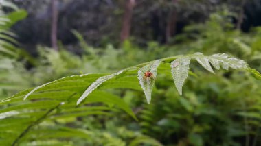 Siyah ve turuncu renkli böcek fotoğrafı. Fotoğraf ormanda çekildi..