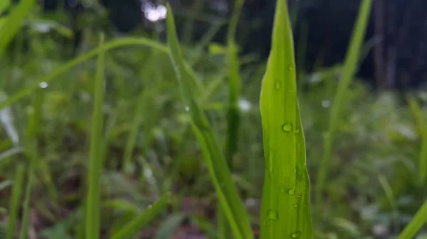 Citra Latar Belakang Embun Pada Daun Rumput Setelah Hujan Foto — Stok Foto
