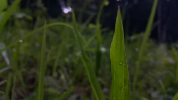 Citra Latar Belakang Embun Pada Daun Rumput Setelah Hujan Foto — Stok Foto