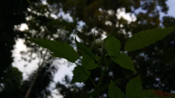 Belo Close Uma Flor Rubus Rosifolius Ainda Não Flor Fundo — Fotografia de Stock