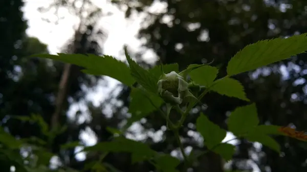Vacker Närbild Rubus Rosifolius Blomma Ännu Inte Blom Blomman Bakgrund — Stockfoto