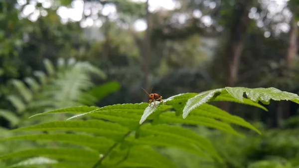 Escarabajo Color Negro Naranja Foto Tomada Bosque — Foto de Stock