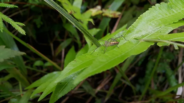 Melompat Laba Laba Bertengger Daun Tanaman Foto Diambil Hutan — Stok Foto