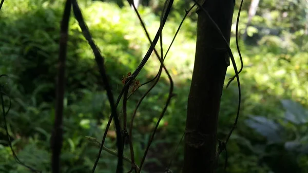 Formiche Tessitrici Sui Fusti Delle Piante Foto Scattata Nella Foresta — Foto Stock