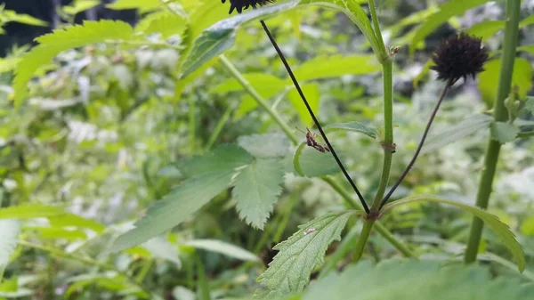 Rautenblättriges Insekt Auf Einer Pflanze Foto Aus Dem Wald — Stockfoto