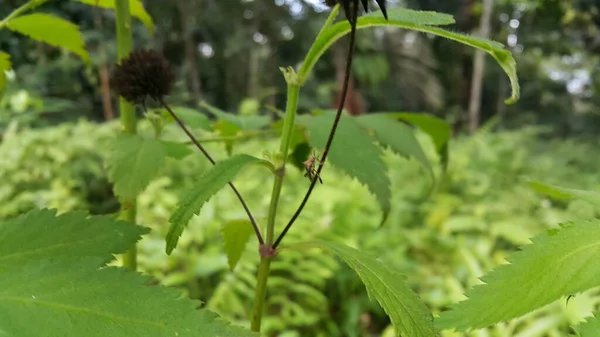 ロンブミック レザーバグは植物に昆虫を昆虫化する 森で撮影した写真 — ストック写真