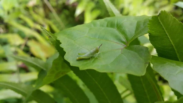 小的沼泽蚱蜢 Stethophyma Grossum 一种典型的湿草地和沼泽昆虫 在山上拍的照片 — 图库照片