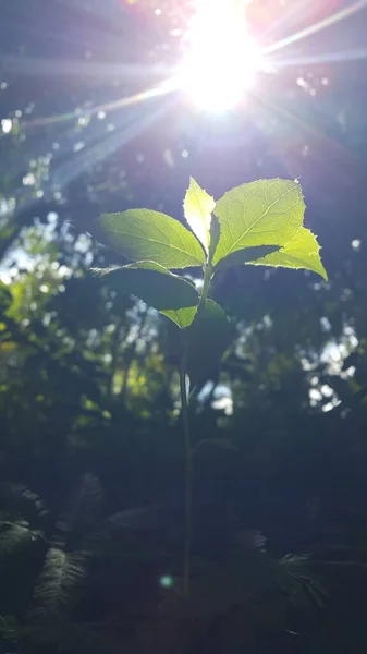 Сонячне Світло Рослини Фону Фото Зроблене Лісі — стокове фото