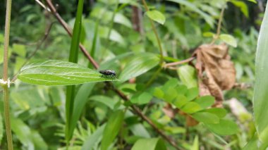 Siyah Asker Sineği, bir asker sineği türü. Amerikan Asker Sineği olarak da bilinir. Ormanda çekilmiş bir fotoğraf. Mavi gözlü böcek..