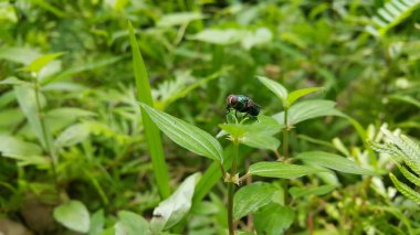 Bir bitki yaprağının üzerinde dinlenen böcek türü sinek (Egzotik Sinek Diptera). Ormanda fotoğraf çekimi..