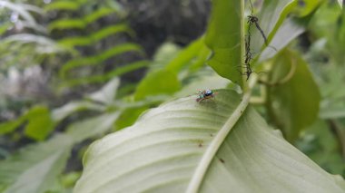Yeşil yapraklı, küçük mavi turkuaz bir örümcek. Tropikal doğa yaşamı. Dağda fotoğraf çekimi..