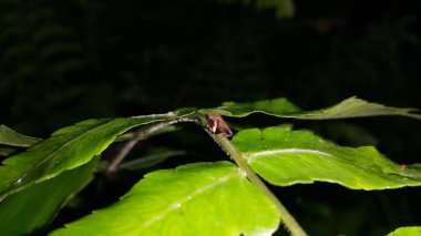 Bir yaprağın üzerindeki Froghopper Hughenus spumarius. Fotoğraf dağda çekildi..