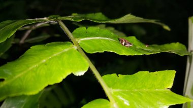 Bir yaprağın üzerindeki Froghopper Hughenus spumarius. Fotoğraf dağda çekildi..